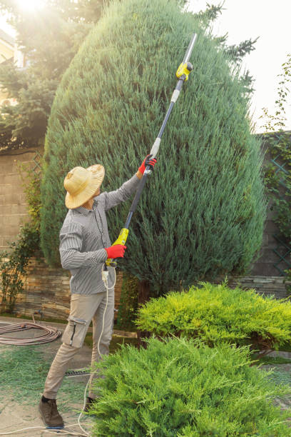 Best Tree Health Inspection  in Newark, CA